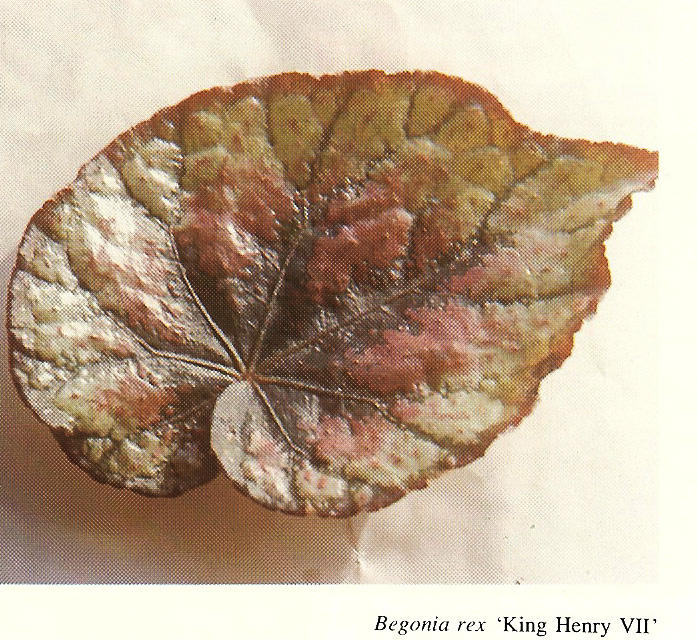 B. ‘King Henry VII’